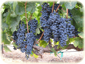 Tempranillo grapes