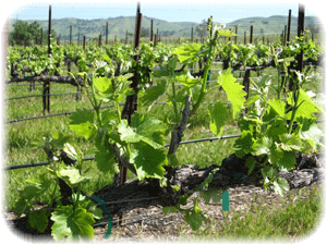 Viognier in Spring