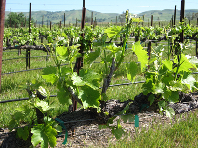 Viognier in Spring