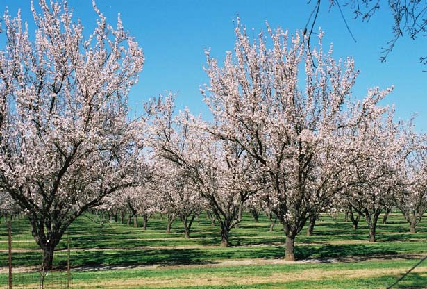 almonds in bloom