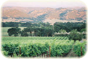 fog over the hills
