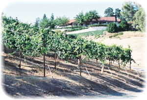 house from vineyards