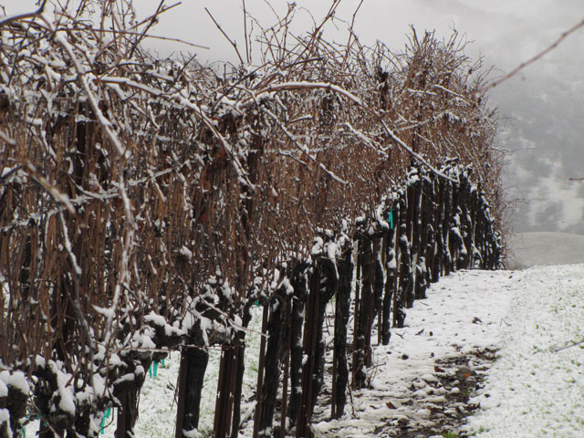 Viognier cluster