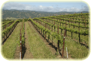 Vineyard in Spring