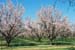 almonds in bloom